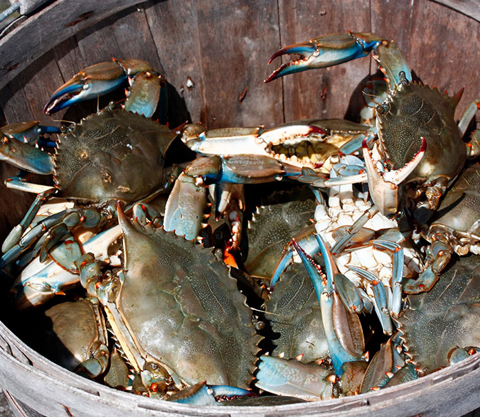 Dynamics of Blue Crab Imports